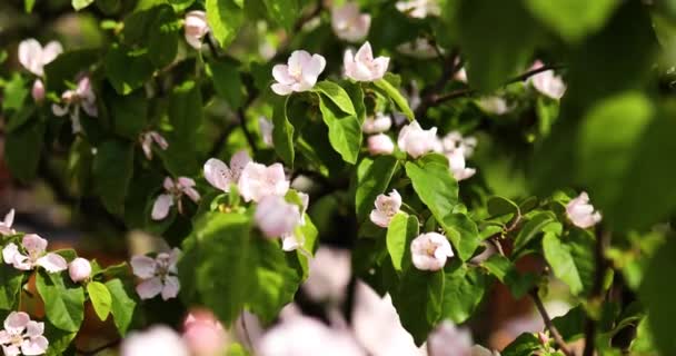 Κυδώνι Άνοιξη Λουλούδι Δέντρο Άνθισε Άνθιση Μπλε Ουρανό Backgrond Ημέρα — Αρχείο Βίντεο