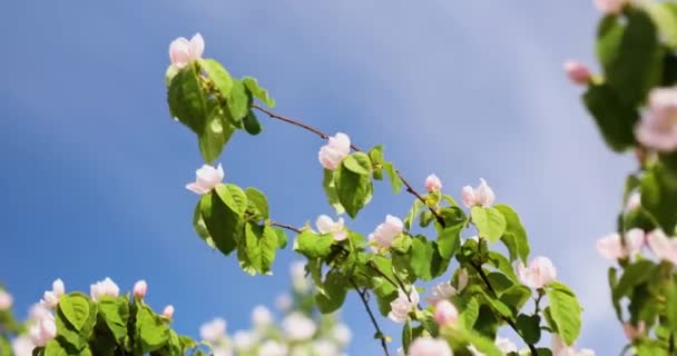 Quince Tavaszi Virág Kivirágzott Virágzik Kék Háttér Szél Nap — Stock videók