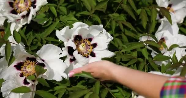 Trädgårdsmästare Kvinna Stående Grön Buske Träd Pion Och Kontrollera Blommor — Stockvideo