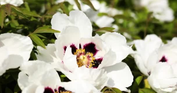 Квіти Півонії Білого Дерева Відкриті Вітрі Крупним Планом Сад Вдома — стокове відео