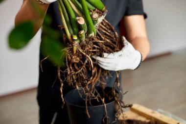 Man 's Hands, kökleri olan Zamioculcas bitkilerini, kapalı alandaki çiçekleri, evdeki saksı naklini, hobilerini ve boş zamanlarını, ev bahçelerini, tarımını ve kapalı alandaki saksı bitkilerinin bakımını tutuyor.