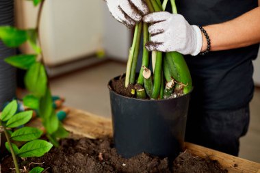 Adam siyah tencereye Zamioculcas ile birlikte toprak koymuş ahşap masa, iç mekan bitkileri, hobiler ve boş vakitler, ev bahçıvanlığı. Zamioculcas bitkiyi tencereye geri koyuyor, esrar nakli.