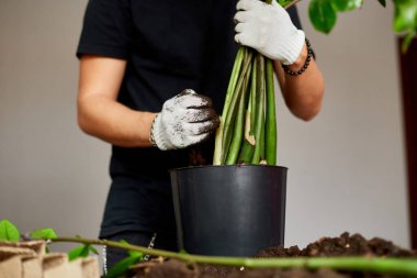 Adam siyah tencereye Zamioculcas ile birlikte toprak koymuş ahşap masa, iç mekan bitkileri, hobiler ve boş vakitler, ev bahçıvanlığı. Zamioculcas bitkiyi tencereye geri koyuyor, esrar nakli.