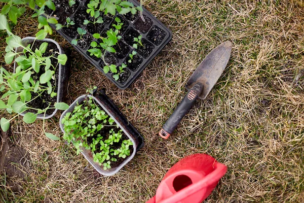 Top View Tomatoes Basil Seedlings Potting Bench Gardening Equipment Working — Stock Photo, Image