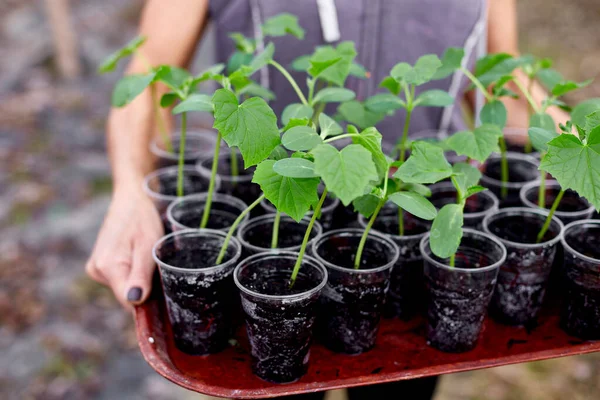 Femme Tenant Boîte Avec Des Semis Légumes Concombre Travaillant Ferme — Photo