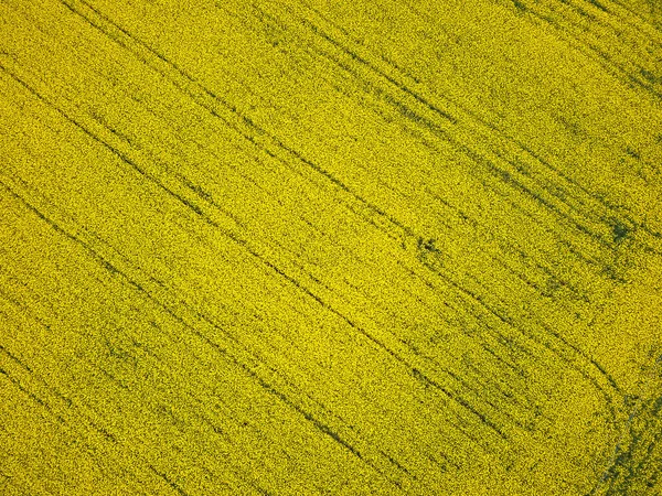 Bird Eye View Drone Passing Canola Crop Aerial View Spring — Stock Photo, Image