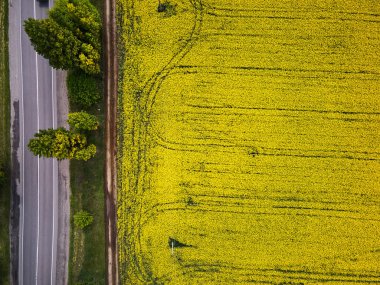 Arabalarla dolu bir yol bahar kolza tohumu tarlasının havadan görünüşü, geçen bir kanola tarlasının kuş bakışı görüntüsü.