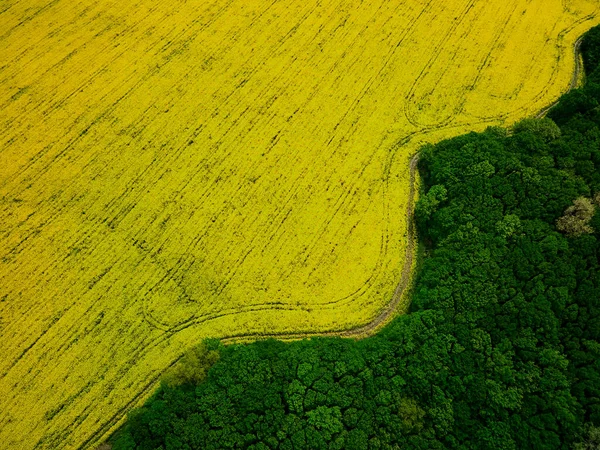 Vue Aérienne Champ Fleurs Colza Printemps Depuis Drone Une Culture — Photo