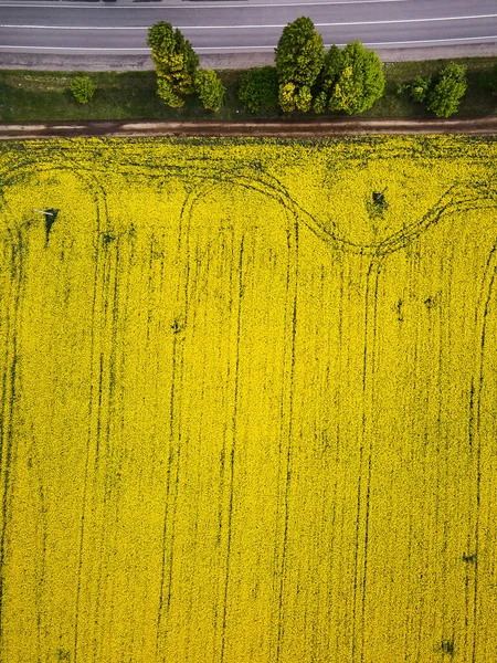 Weg Met Auto Door Veld Luchtfoto Van Lente Koolzaad Bloemenveld — Stockfoto