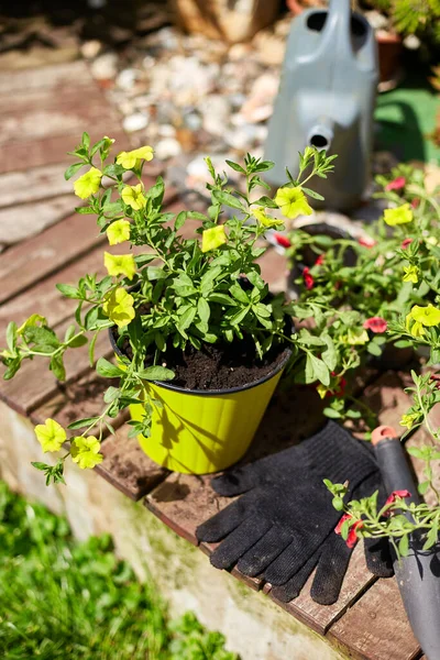 Çiçekler ve bahçe aletleri ahşap arka planda. Petunya sepetinde ve bahçe malzemelerinde. Bahar bahçesi konsepti.