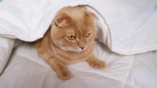 Roztomilý zázvorový kocour ležící na měkké přikrývce v posteli, kočičí spánek, útulný domov a relaxační koncept, ráno před spaním.