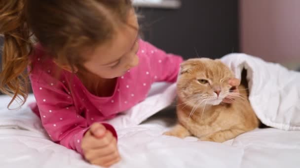 Roztomilý Zázvor Kočka Holčička Ležící Měkké Přikrývce Posteli Dítě Milují — Stock video