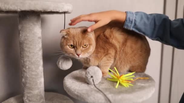 미소짓는 소녀는 그녀의 고양이를 쓰다듬고 거실에서 사랑하는 — 비디오