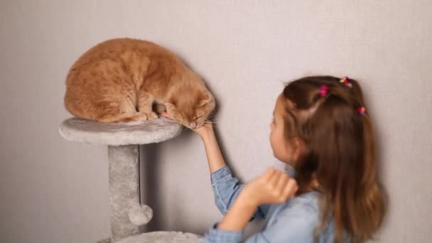 Щаслива Мила Дівчинка Грає Своєю Кішкою Вдома Кохання Домашніх Тварин — стокове відео
