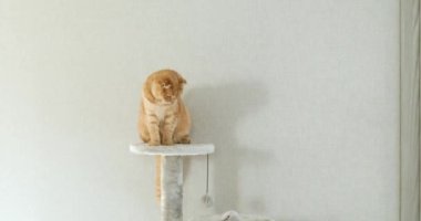 Evdeki mobilya tırmalayan Deterrent Tree 'de oynayan sevimli, komik kedi, kazıma direkleri, aşk hayvanı.
