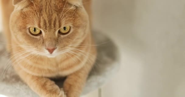 Lindo Gato Divertido Jugando Muebles Rascando Árbol Disuasorio Casa Arañando — Vídeos de Stock