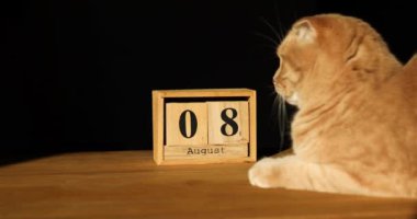 Dünya Kedi Günü, 8 Ağustos, kızıl kediyle ahşap takvim