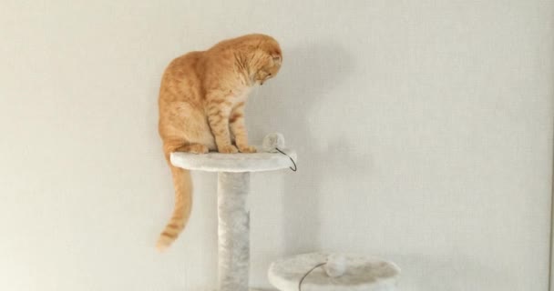 스크래치 트리에서 귀여운 고양이 스크래치 포스터 사랑하는 — 비디오