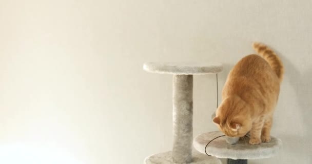 Χαριτωμένο Αστείο Γάτα Παίζει Έπιπλα Ξύσιμο Deterrent Δέντρο Στο Σπίτι — Αρχείο Βίντεο