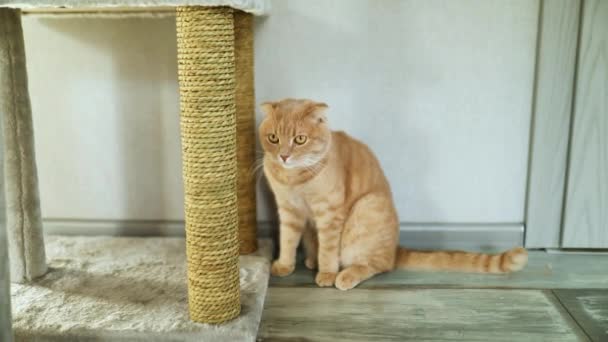 Медленное движение Симпатичный смешной кот играет на мебели царапанье — стоковое видео
