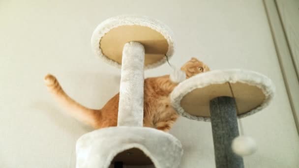 Gato divertido lindo de la cámara lenta que juega en muebles que rascan — Vídeo de stock
