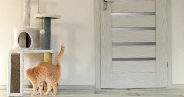 Ginger cat siguiendo y buscando, en conejillo de indias negro en casa, amistad animal — Vídeos de Stock