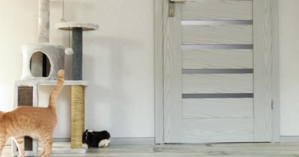 Τζίντζερ γάτα ακολουθεί και ψάχνει, σε μαύρο ινδικό χοιρίδιο στο σπίτι, τη φιλία των ζώων — Αρχείο Βίντεο
