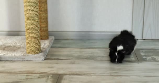 Black Guinea Pig Running Floor Home Domestic Pet Life — Stockvideo
