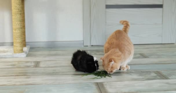 Gatto zenzero e cavia nera mangiare erba a casa — Video Stock
