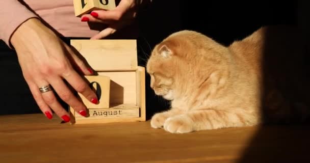 Всемирный день кота, смена руки женщины, устанавливает дату в деревянном календаре 8 августа — стоковое видео