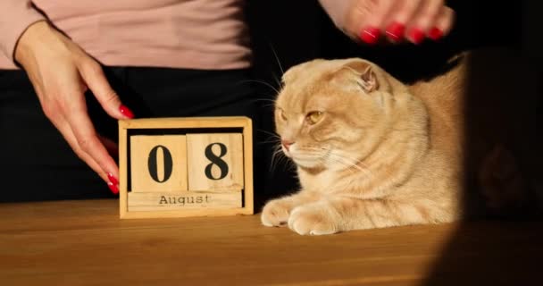 Всемирный день кота, смена руки женщины, устанавливает дату в деревянном календаре 8 августа — стоковое видео