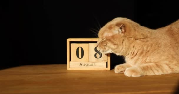 世界猫日，8月8日，木制日历上有生姜猫 — 图库视频影像