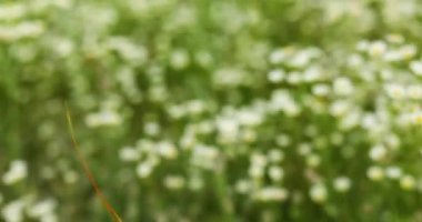 Kırsalda, çiçek açan beyaz çayırı kapatın.