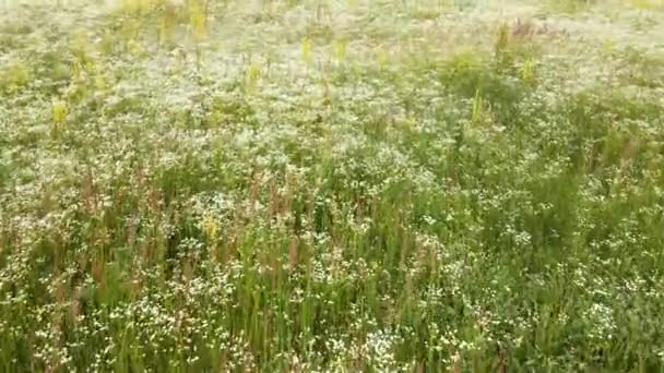 汽笛鸟瞰白花盛开的草地，在农村 — 图库视频影像