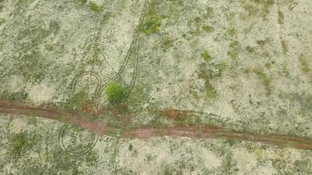 Drone vista aérea flor blanca floreciendo prado, en el campo — Vídeo de stock