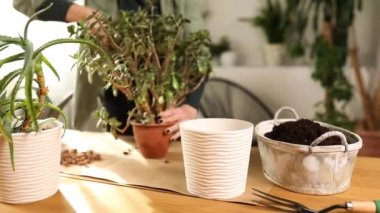 Bahçıvan nakli Crassula 'yı evde yeni bir çömleğe, Spring Houseplant Care' e, fabrikayı tencereye geri çeviren kadına, ev bahçesi kavramına, yeşil eve, biyofili tasarıma..