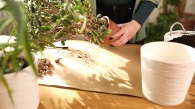 Bahçıvan nakli Crassula 'yı evde yeni bir çömleğe, Spring Houseplant Care' e, fabrikayı tencereye geri çeviren kadına, ev bahçesi kavramına, yeşil eve, biyofili tasarıma..