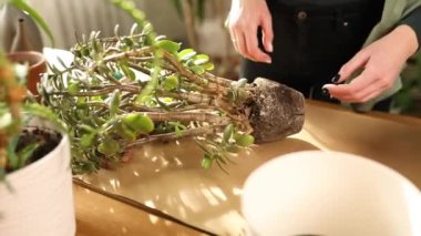 Bahçıvan nakli Crassula 'yı evde yeni bir çömleğe, Spring Houseplant Care' e, fabrikayı tencereye geri çeviren kadına, ev bahçesi kavramına, yeşil eve, biyofili tasarıma..