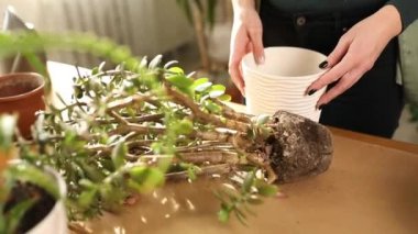 Bahçıvan nakli Crassula 'yı evde yeni bir çömleğe, Spring Houseplant Care' e, fabrikayı tencereye geri çeviren kadına, ev bahçesi kavramına, yeşil eve, biyofili tasarıma..