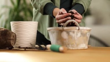 Bahçıvan nakli Crassula 'yı evde yeni bir çömleğe, Spring Houseplant Care' e, fabrikayı tencereye geri çeviren kadına, ev bahçesi kavramına, yeşil eve, biyofili tasarıma..