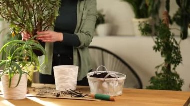 Bahçıvan nakli Crassula 'yı evde yeni bir çömleğe, Spring Houseplant Care' e, fabrikayı tencereye geri çeviren kadına, ev bahçesi kavramına, yeşil eve, biyofili tasarıma..