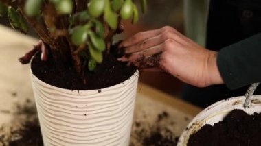 Bahçıvan nakli Crassula 'yı evde yeni bir çömleğe, Spring Houseplant Care' e, fabrikayı tencereye geri çeviren kadına, ev bahçesi kavramına, yeşil eve, biyofili tasarıma..