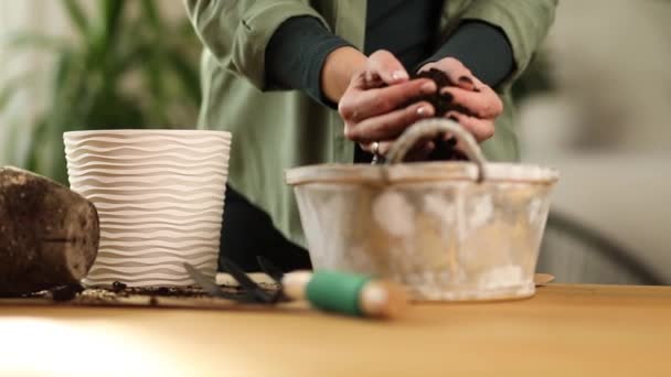 Pianta Trapianto Giardiniere Crassula Vaso Nuovo Casa Cura Della Pianta — Video Stock