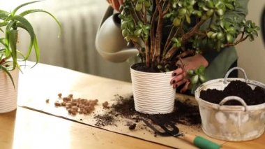 Crassula bitkilerini yeni bir saksıya aktaran kadın, ev hanımı, çiçekçi evdeki çiçeklerle ilgilenir, sıvı döker, zengin kuru toprağı gübreler, bahçıvanlık, bahçıvanlık kavramı.