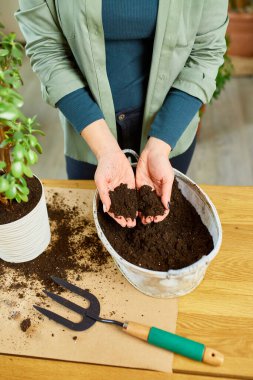 Kadın ellerinle iplik toprağı sürüyor, Crassula bitkisini evdeki yeni çömleğe naklediyor, bitkiyi tencere hobilerine, boş zamanlara, ev bahçesi kavramına, yeşil eve naklediyor.