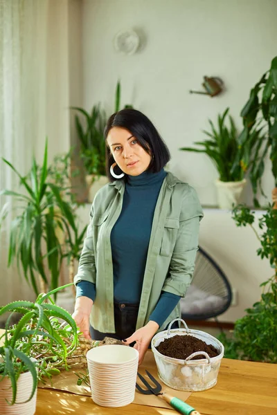 Woman Transplanting Crassula Plant New Pot Home Replanting Plant Pot — Stock Photo, Image