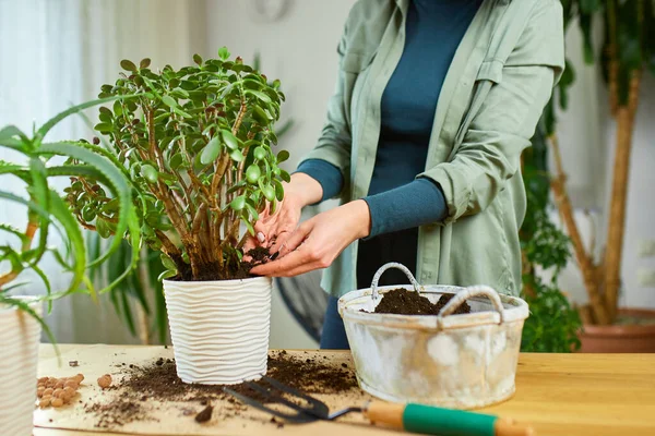 Woman putting fibre soil by hands, transplanting Crassula plant into new pot at home, Replanting the plant into the pot Hobbies and leisure, Concept of home garden, green house