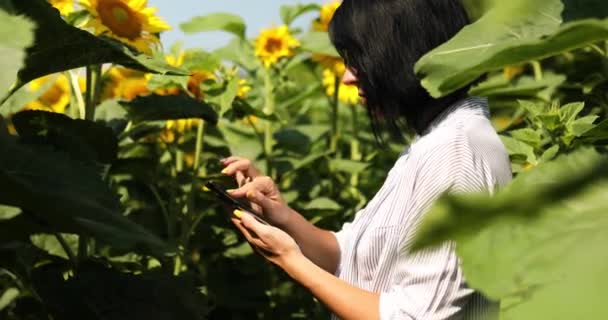 Woman Farmer Agronomist Working Tablet Field Organic Sunflowers Checking Quality — Stockvideo