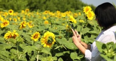 Kadın çiftçi, işkadını, tablet tarlasında fotoğraf çekiyor. Organik ayçiçeği, internet satışları, sebze yağı üretimi için tohum yetiştirme. Akıllı tarım dijital tarım, modern teknoloji