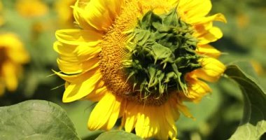 A sunny field with ugly, deffect sunflower in glowing yellow light. A bright yellow and fully bloomed sunflower, oil natural , agriculture